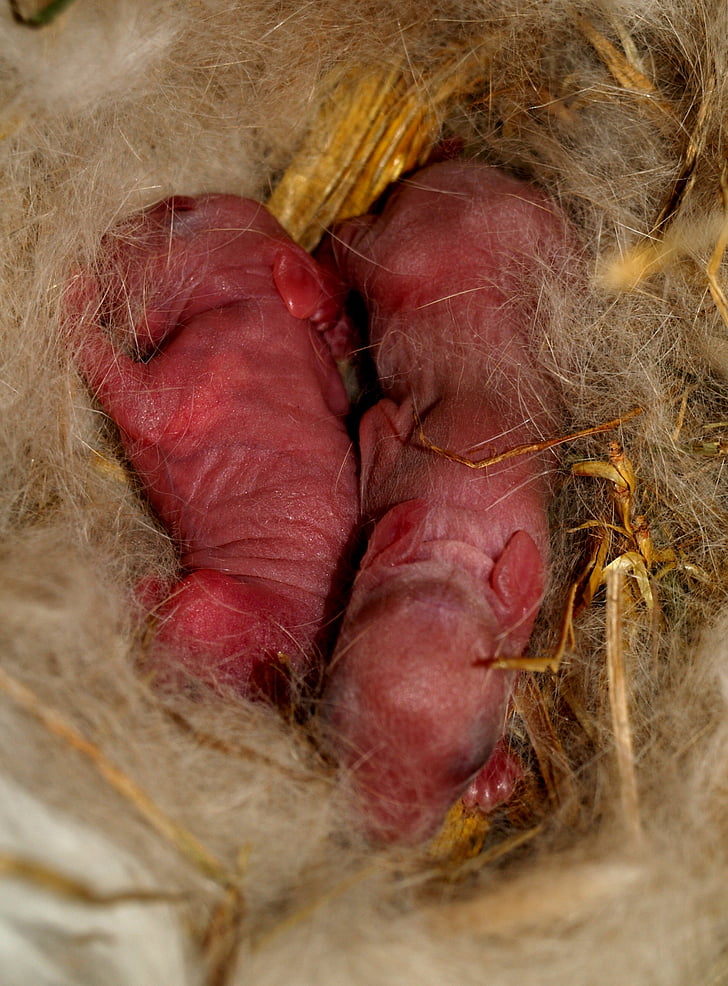 hare baby, rabbit, new born, without hairs