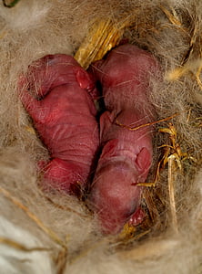 Zaječí miminko, králík, novorozence, bez vlasů