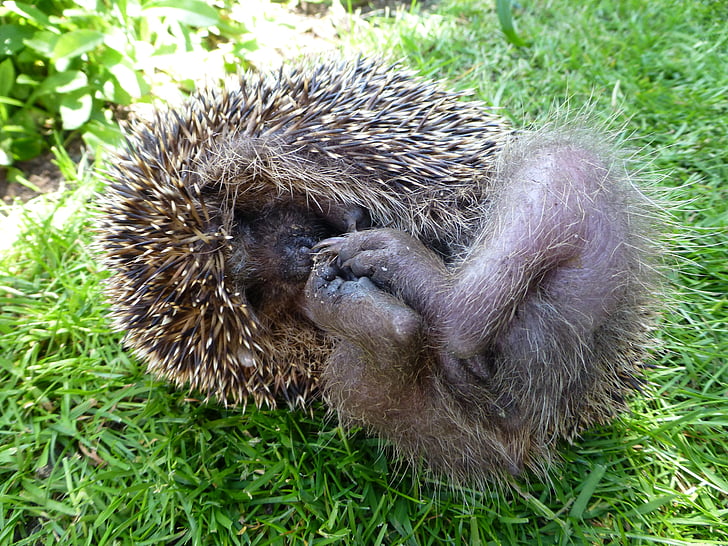 hedgehog, mecki, cỏ, Thiên nhiên, cuộn lên, chân, bàn chân