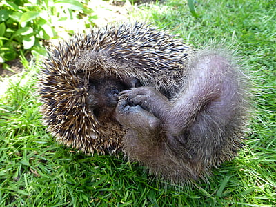 hedgehog, mecki, cỏ, Thiên nhiên, cuộn lên, chân, bàn chân