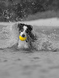 dog, play, water, ball, pets, canine, purebred Dog