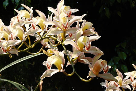 花, orquidea, 安排, 春天, 自然, 植物, 黄色