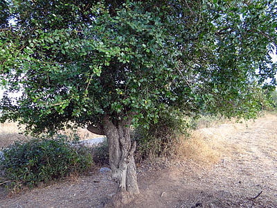 Zahnbürste Baum, Sandpapier-Baum, Streblus asper, hulikatti, Indien, Baum, Bio