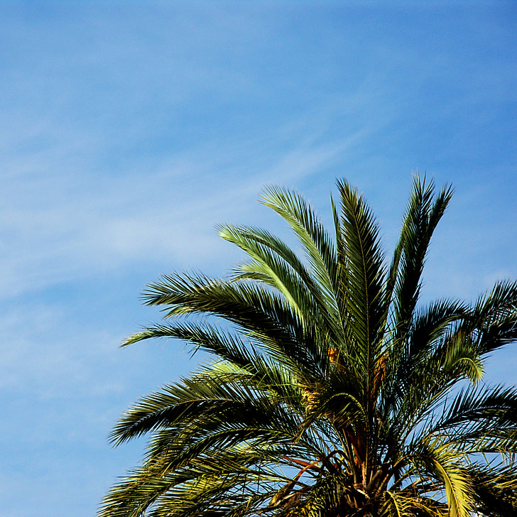 palm tree, sky, landscape, nature, summer, sun, vegetation