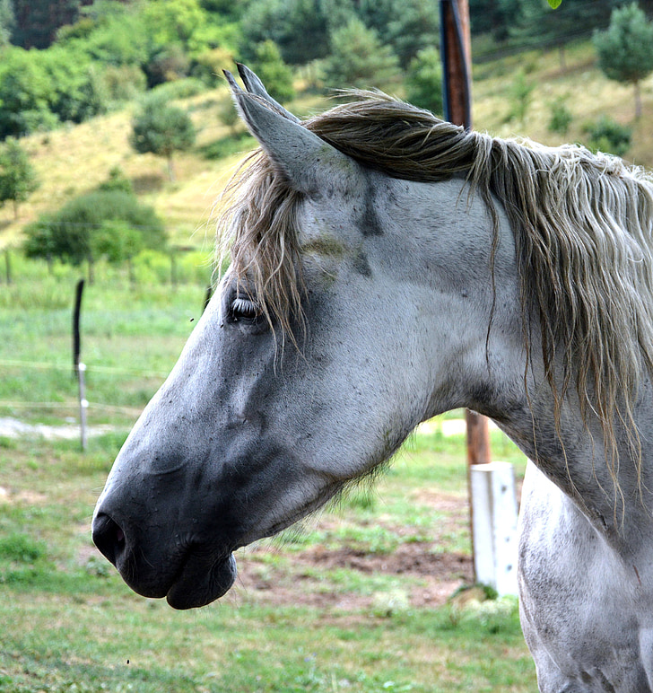 animal, horse, profile
