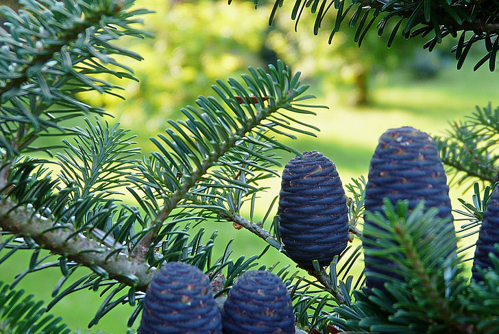 koreanska fir, trädgård, nål, koner, nålar, träd, naturen