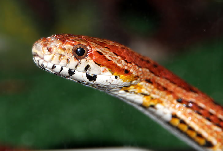 Corn snake, Fläckig elaphe, röda råtta orm, Elaphe guttata, orm, reptil, löpare