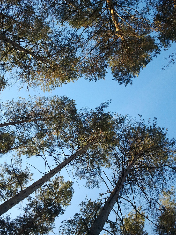 pine, from the bottom, sky