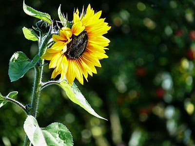 flor do sol, sementes de girassol, óleo de girassol, girassol