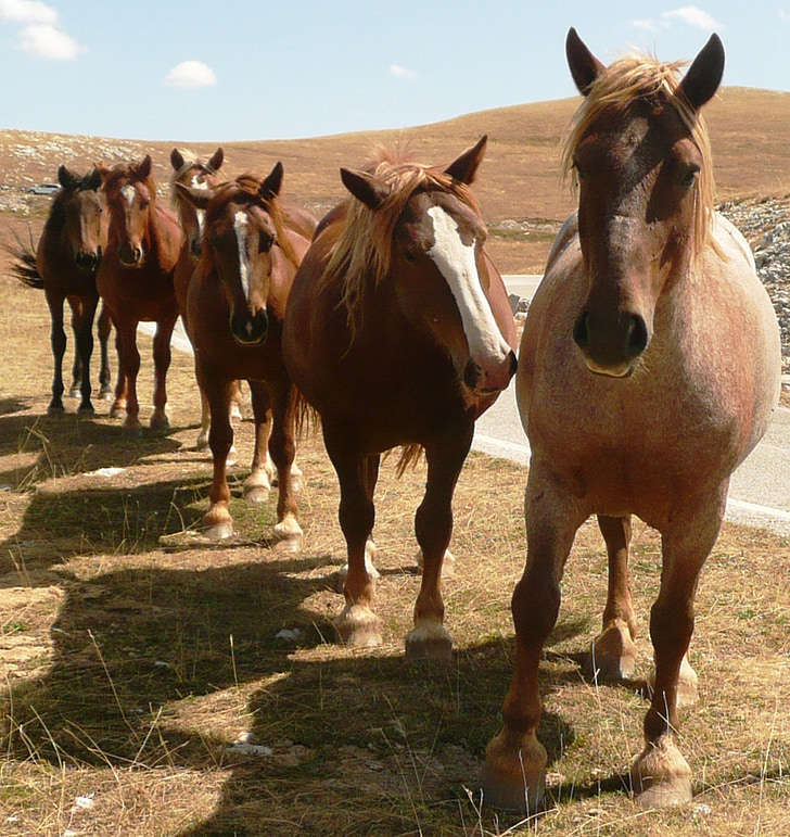 hevoset, eläinten, hevonen, maaseudulla, jono, Abruzzo, Campo imperatore