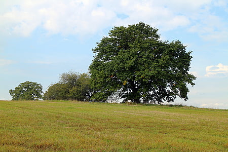 tree, individually, nature, sky, meadow, green