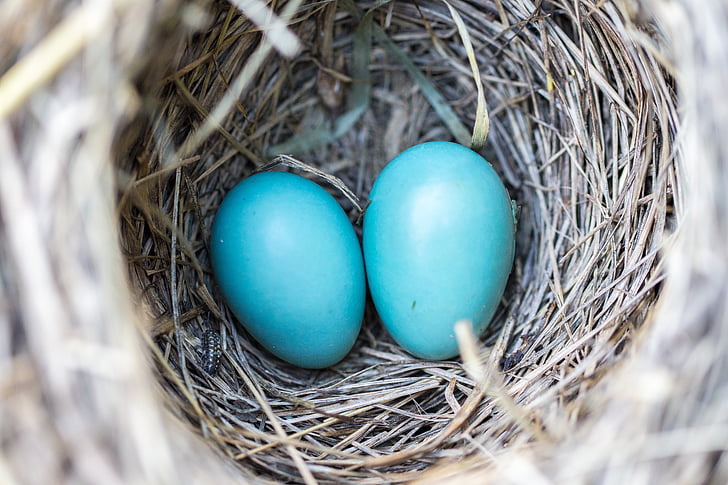 avian, bird nest, birth, blue, branch, color, ecology
