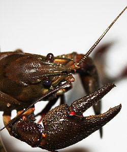 Arthropoda, Astacus, Close-up, rivierkreeft, Crustacea, eetbare, dieren