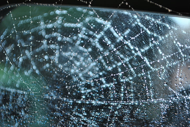 spindelnät, Regndroppar, spider's web
