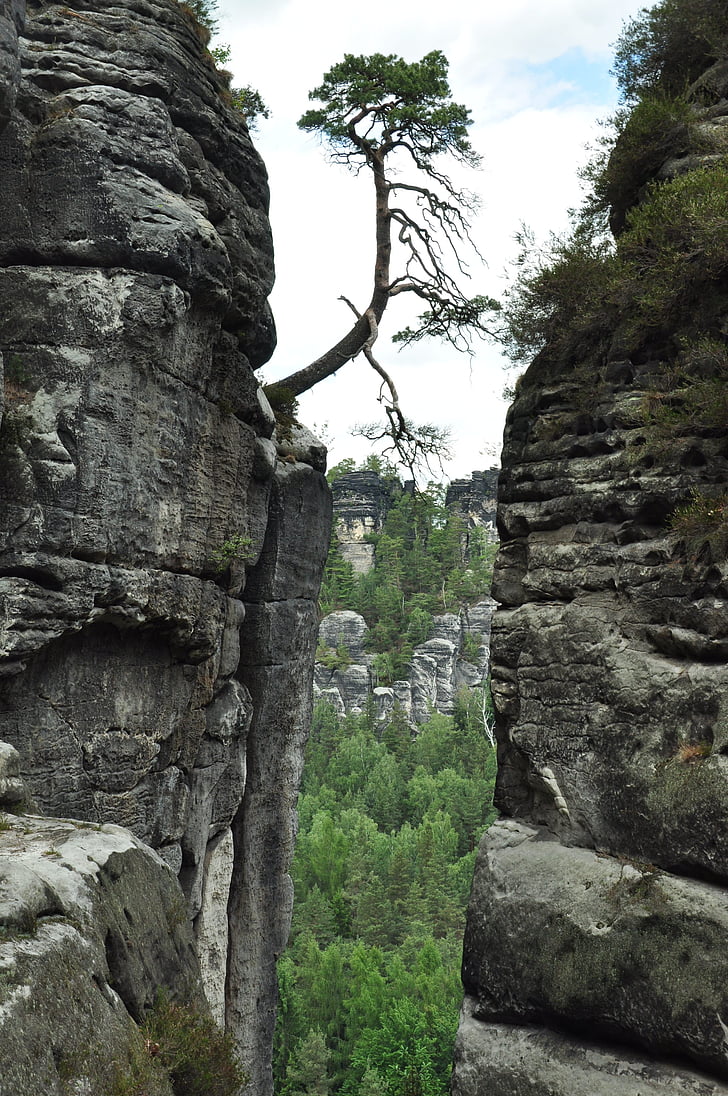 Saxon Suïssa, arbre, individualment, pedres, penya-segats, Parc Nacional