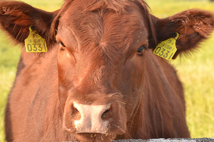 krava, zvedavý, hovädzí dobytok, mliečne výrobky, poľnohospodárstvo, zviera, farma