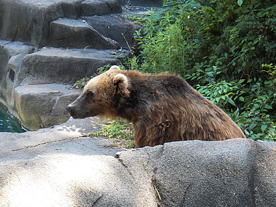 Niedźwiedź, ogród zoologiczny, zwierząt, dziki, Natura, duże, futro