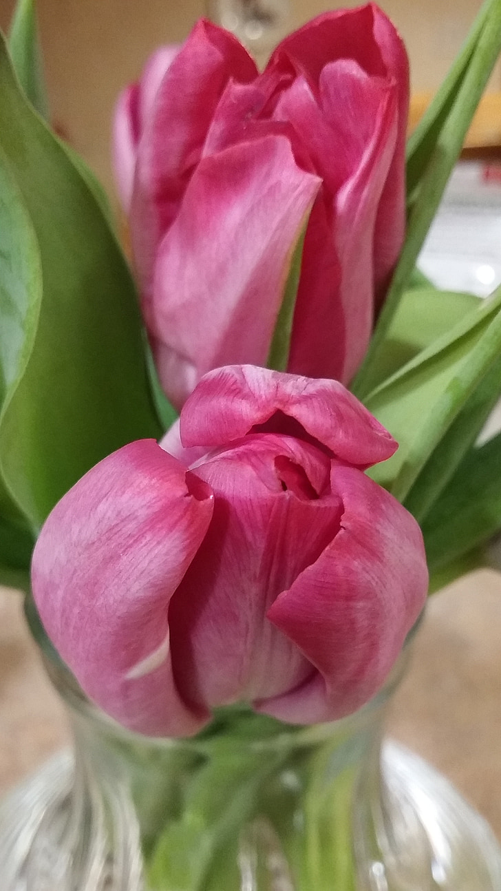 bunga, merah muda, hijau, alam, Blossom, warna, daun