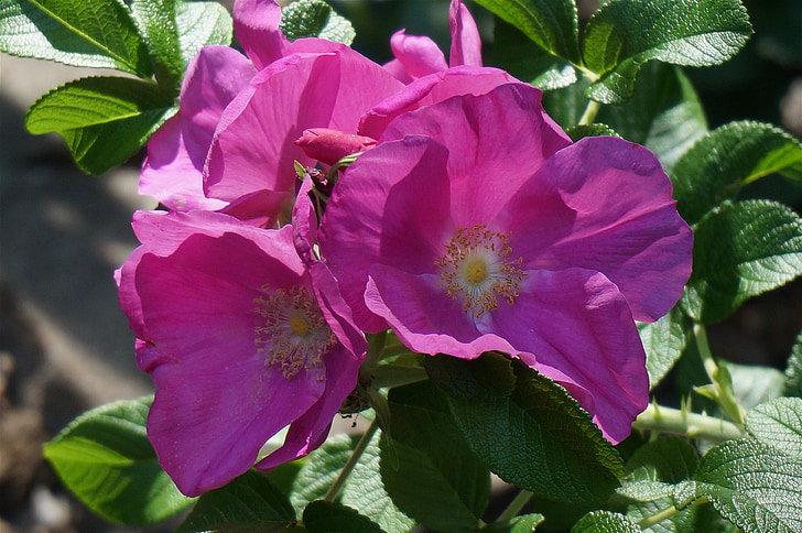 rose, rugosa rose with buds, bud, flower, blossom, bloom, leaves