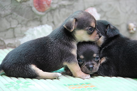 chihuahua, dog, pet, breed, puppy, animal, cute
