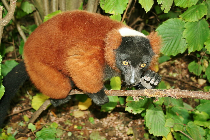 languast, cicavec, strom býval, zviera, voľne žijúcich živočíchov, primát, lemur