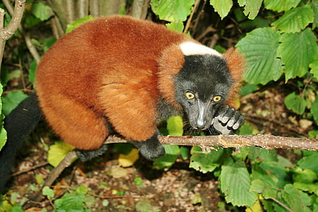 languast, mamíferos, habitante del árbol, animal, flora y fauna, primate, Lemur