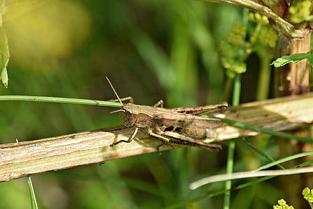 grasshopper, grass, konik, green, nature, macro, cricket