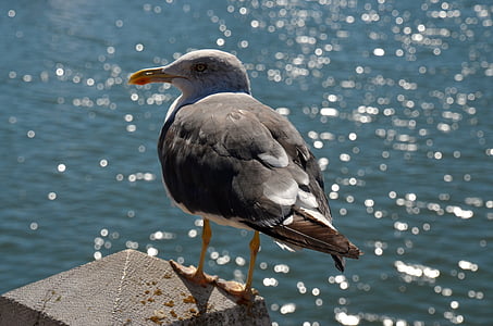 seagull, sea, seevogel, water bird, coast, baltic sea, port