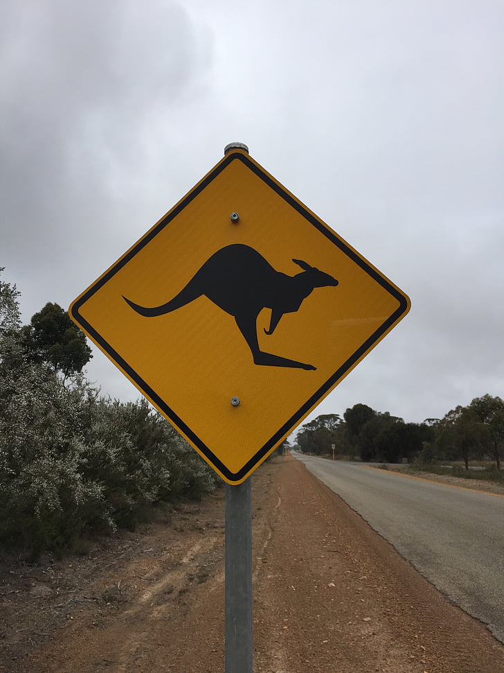 Austrālija, ķengurs, ceļu satiksmes, signāls, dzeltena, zīme, brīdinājuma zīme