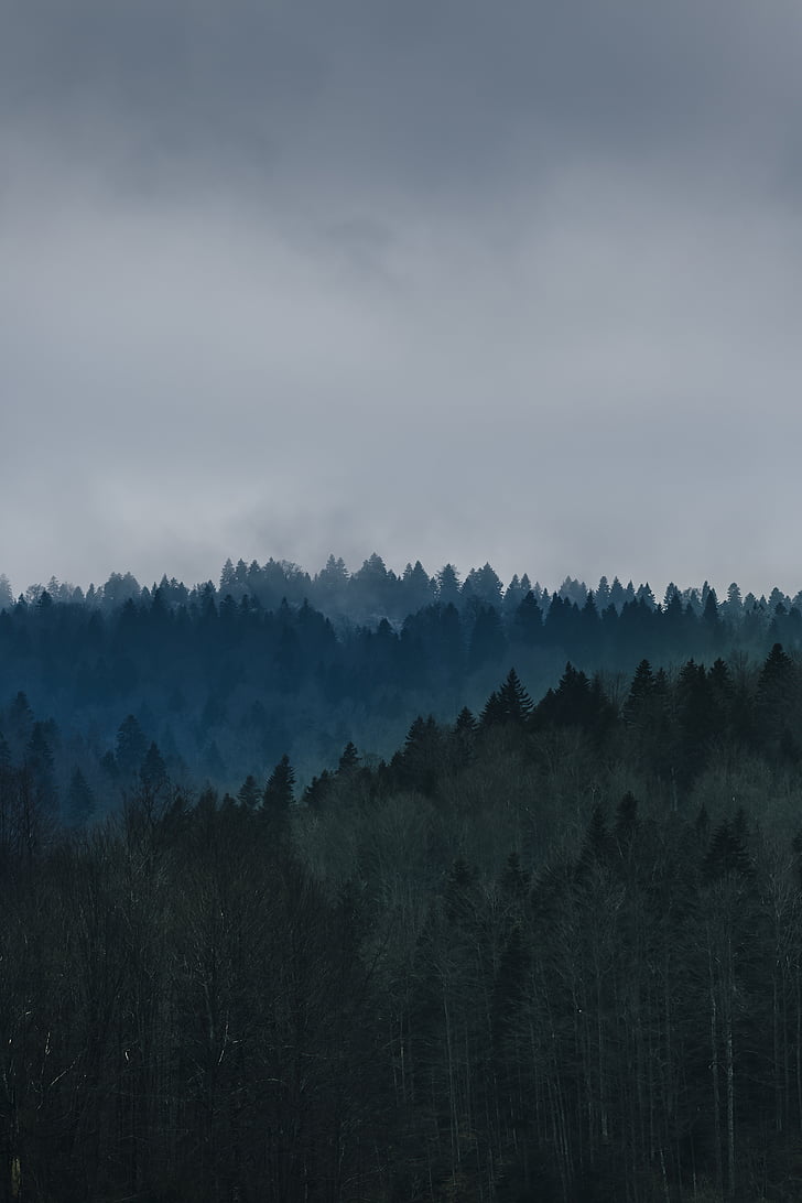 Грийн, дърво, живопис, облаците, мъгла, природата, спокойствие