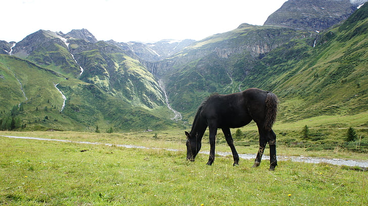 horse, mountains, alps, landscape, austria