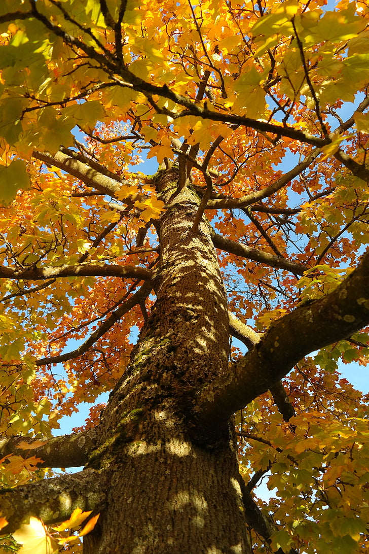 árvore, log de, Maple, Acer platanoides, amarelo, laranja, vermelho