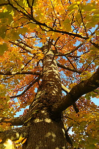 tree, log, maple, acer platanoides, yellow, orange, red