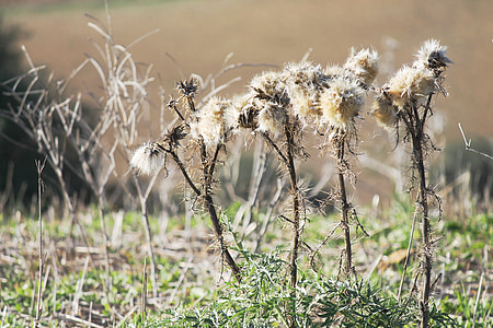 thistle, skewers, dry, field, rustic, nature, flower