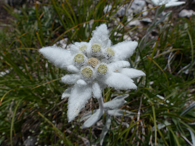 Alpine edelweiß, obyčajné, Edelweiss, nadýchané, biela, zriedka, chránené