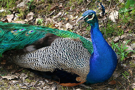 Pāvs, Montemoras, zooloģiskais dārzs, putns, spalva, Peacock kundzes spalvas, zila
