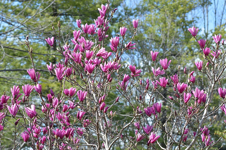taldrik magnolia, Jaapani magnolia, Tulip puu, Magnolia, kevadel, õitsemise puud, Bloom
