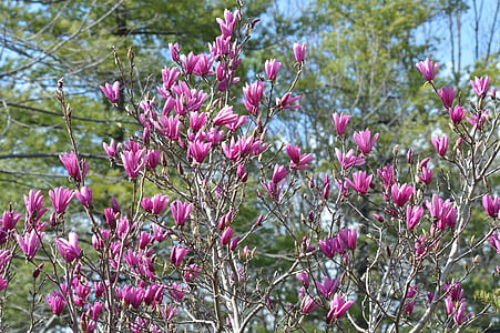 underkop magnolia, Japansk magnolia, Tulip tree, Magnolia, forår, blomstrende træer, Bloom