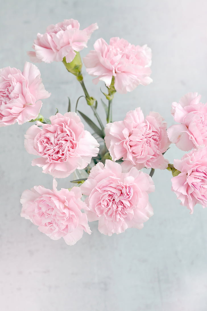 nellik, blomster, rosa, Carnation rosa, kronblad, Carnation bukett, ovenfra