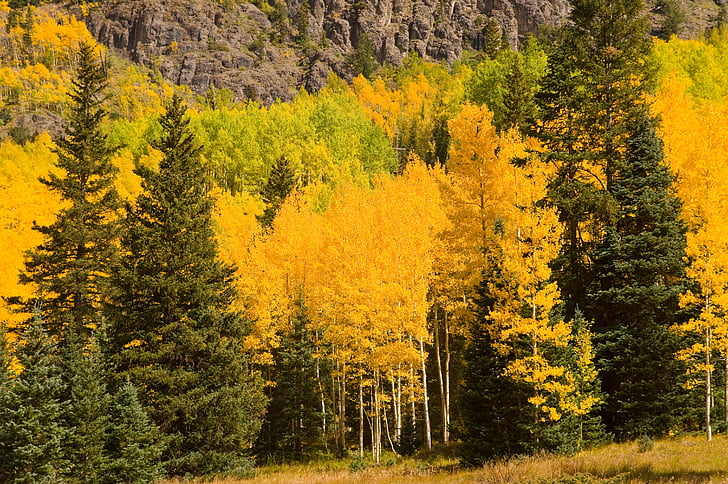 autumn, color, yellow, nature, fall, season, colorful