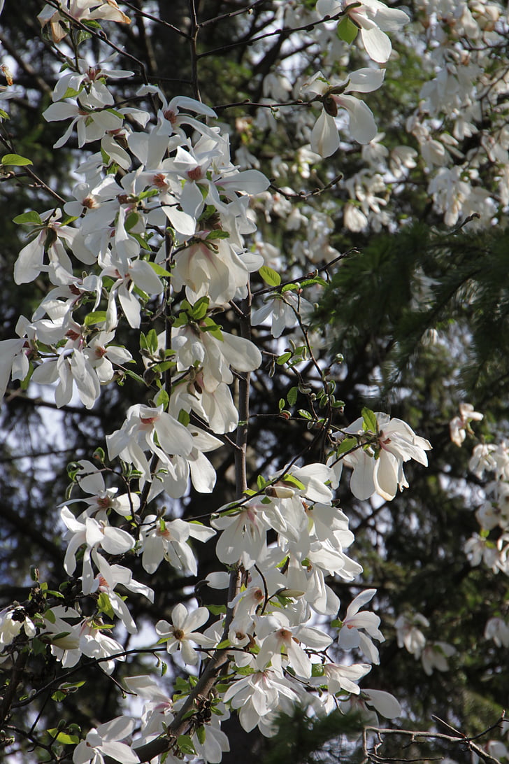 kvitnúce, kvety, Magnolia, ružová, strom, biela, rastliny