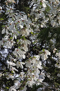mekar, bunga, Magnolia, merah muda, pohon, putih, tanaman