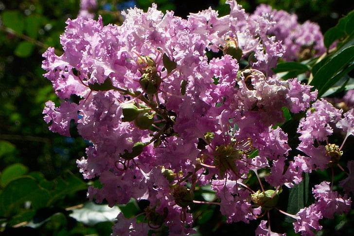 purple, lilac, flowers, bunch, bush, green, botanical garden