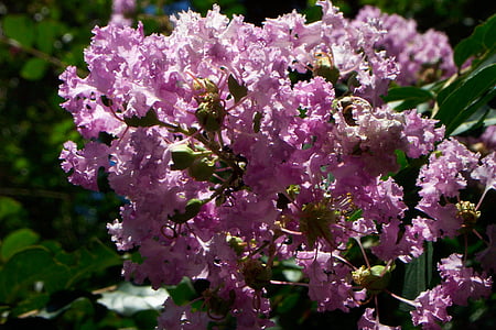 Purple, lilas, fleurs, bouquet, Bush, vert, jardin botanique