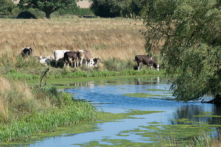 eyebrook, reservoir, cows