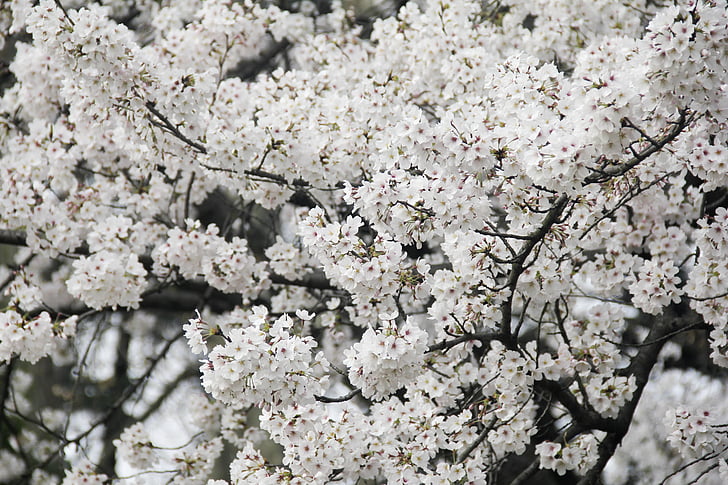 Cherry blossom, Xuanwu lake, strålende