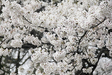 fiore di ciliegio, Lago Xuanwu, brillante
