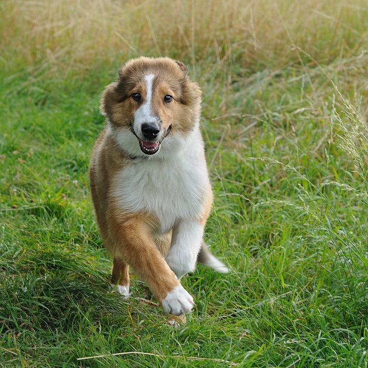 dog, collie, run, young, animal, pets, grass