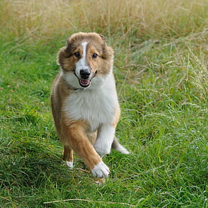 con chó, chó Collie, chạy, trẻ, động vật, vật nuôi, cỏ