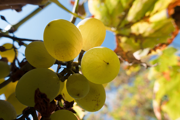 виноград, вина, Вайн, низкий угол выстрела, Вино урожая, Винтаж, Виноградная лоза